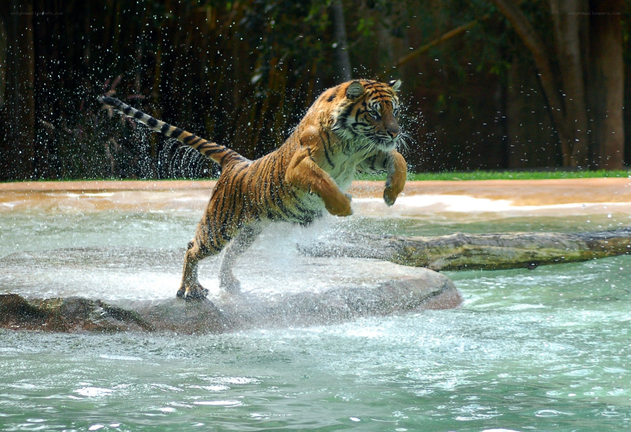 Tiger leaping in water