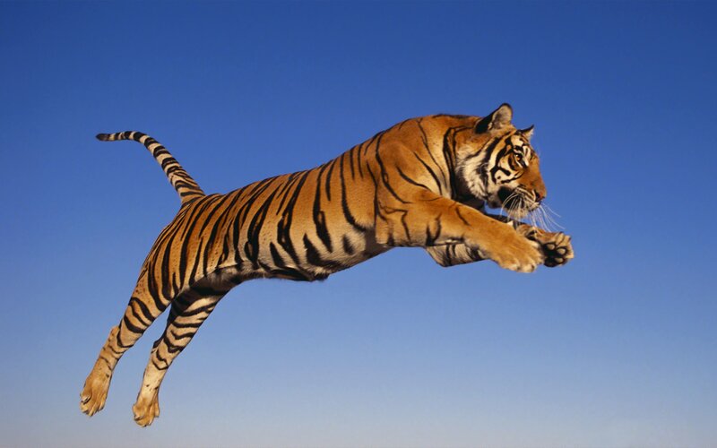 tiger leaping through the air