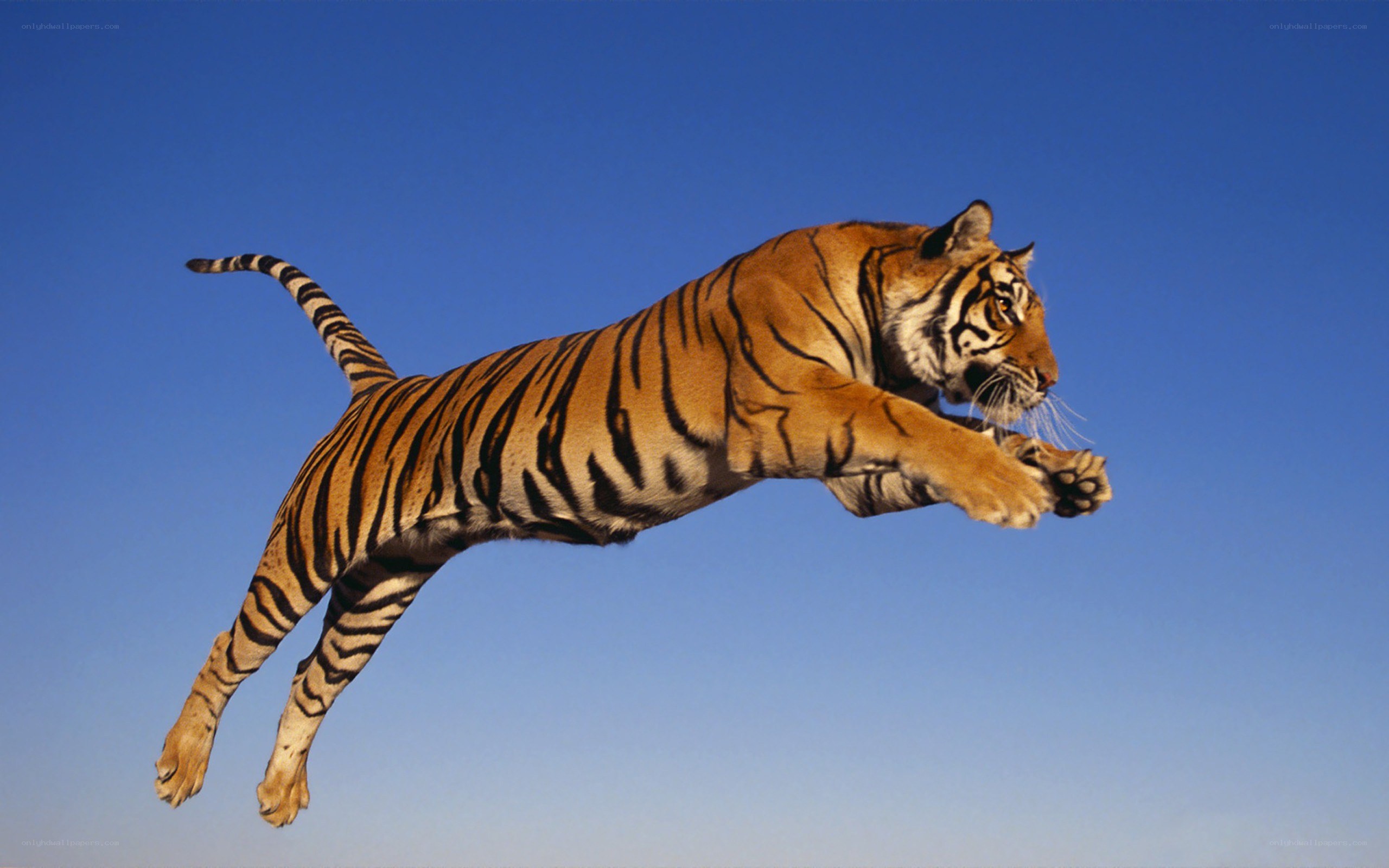 tiger leaping through the air