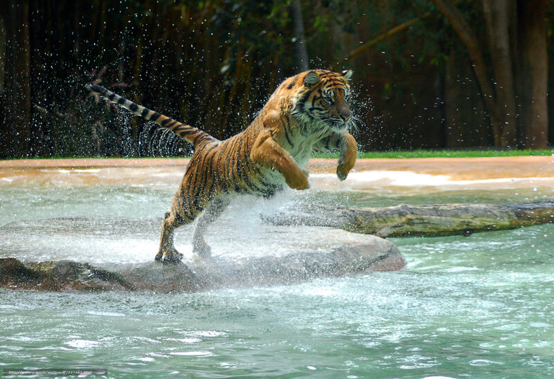 Tiger leaping through water