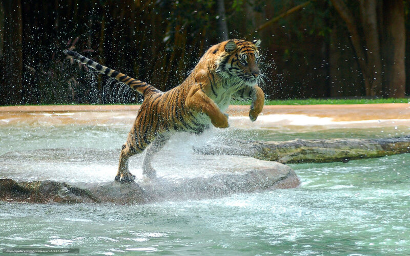 Tiger leaping through water