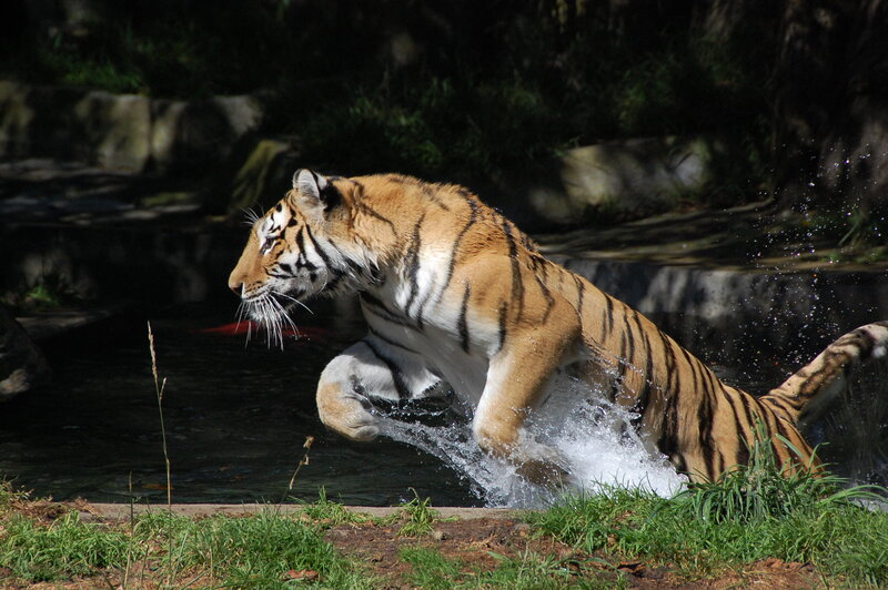 tiger leaping through water