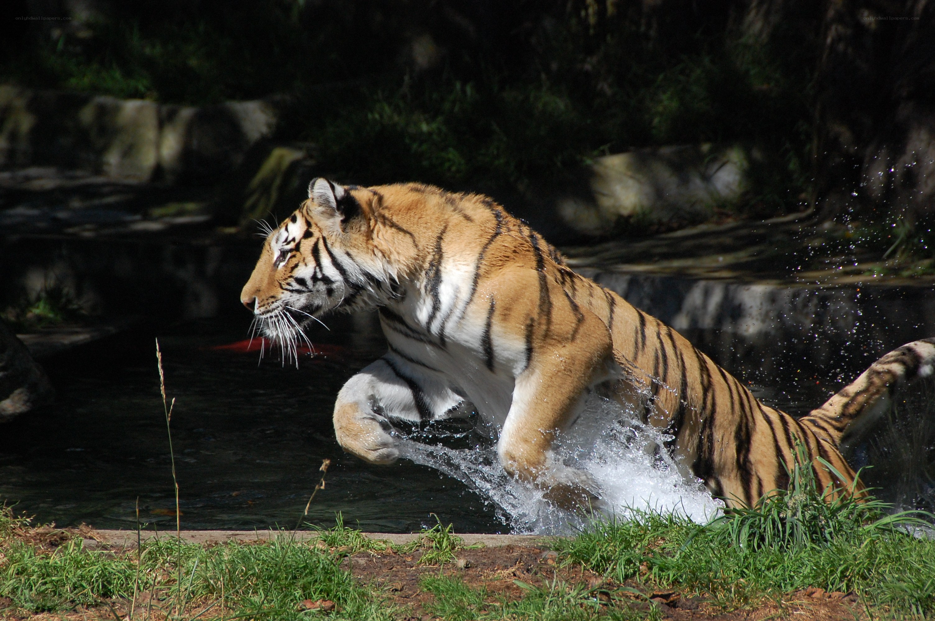 tiger leaping through water
