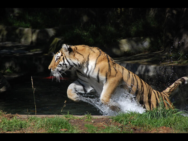 Tiger leaping through water
