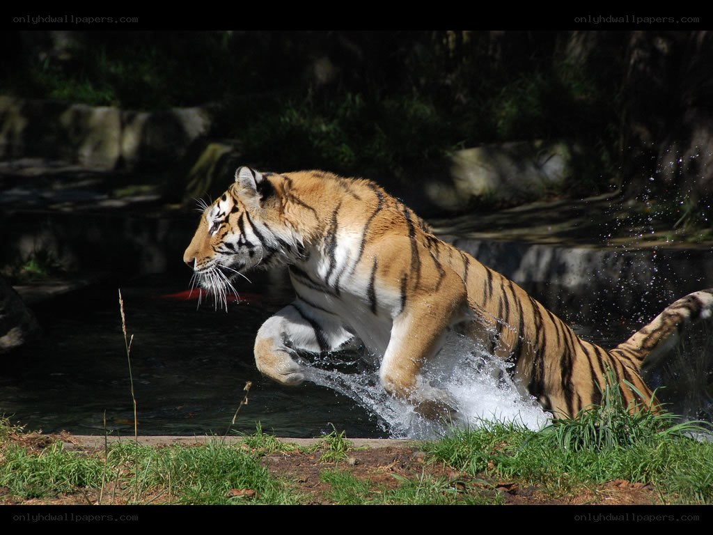 Tiger leaping through water