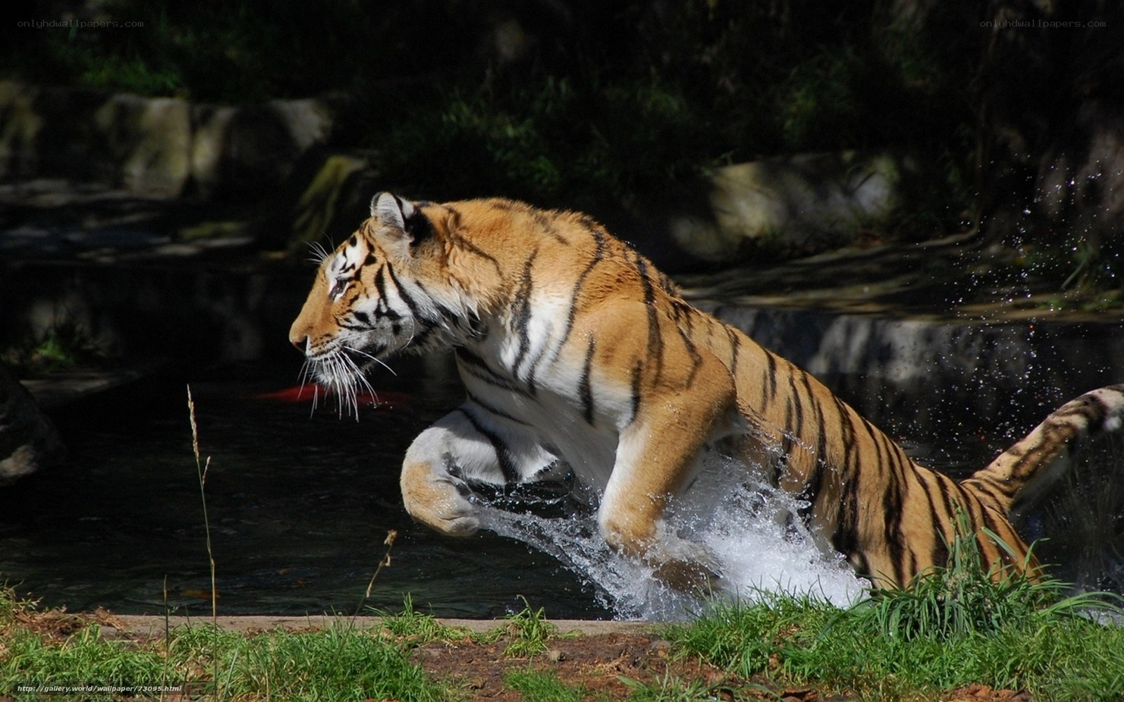 tiger leaping through water
