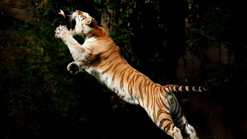 Tiger Leaping to Catch