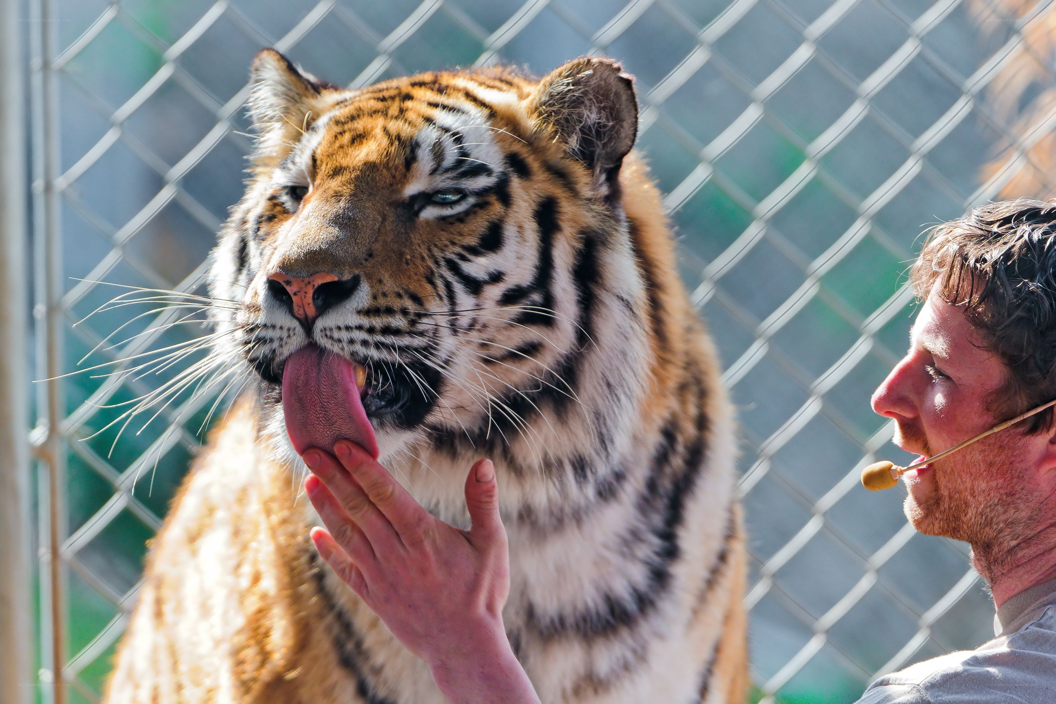 Tiger licking hand at zoo