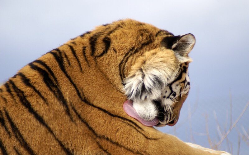 Tiger Licking Its Back — Orange