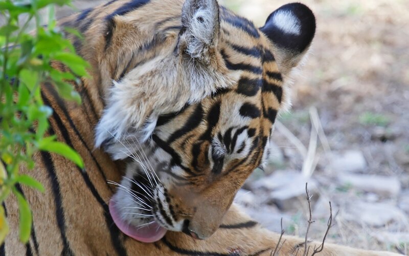 Tiger Licking Its Fur
