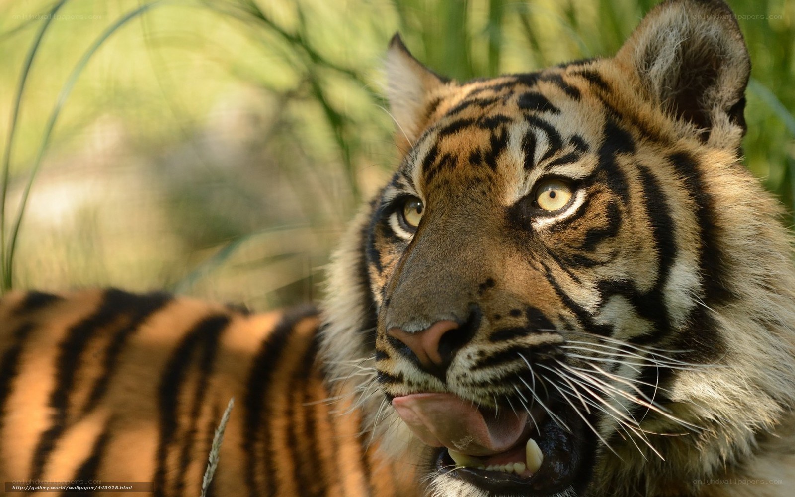 tiger licking its lips