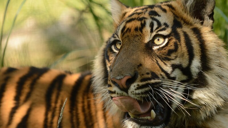 tiger licking its lips