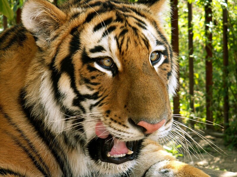 tiger licking its lips