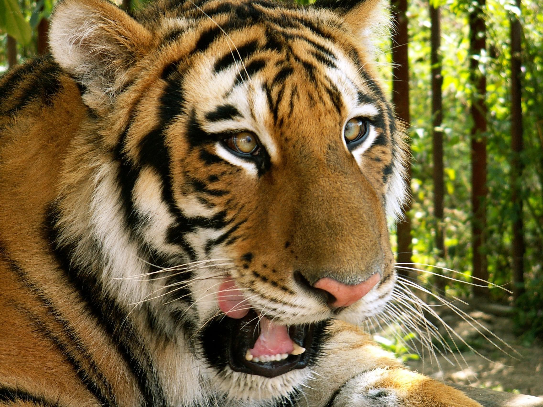 tiger licking its lips