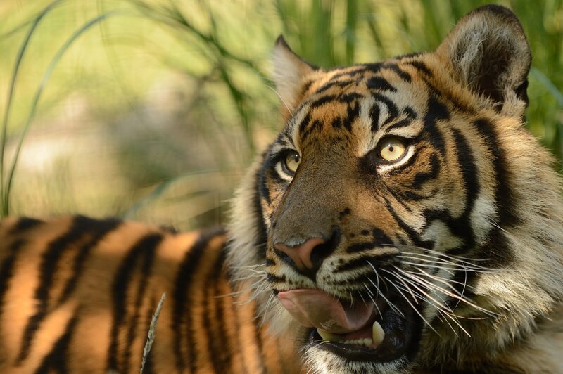 Tiger Licking Its Lips — Orange, Alert, Afternoon