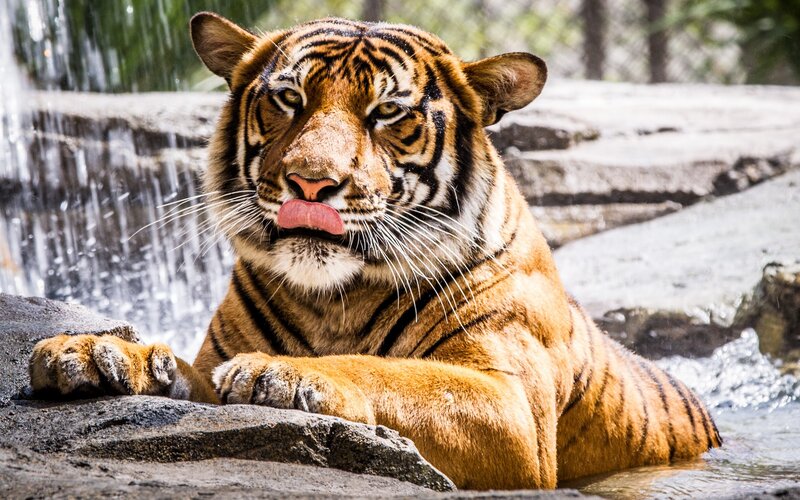 Tiger Licking Its Lips — Orange, Calm