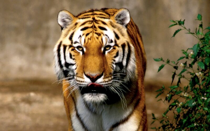 Tiger Licking Its Lips — Orange, Intense