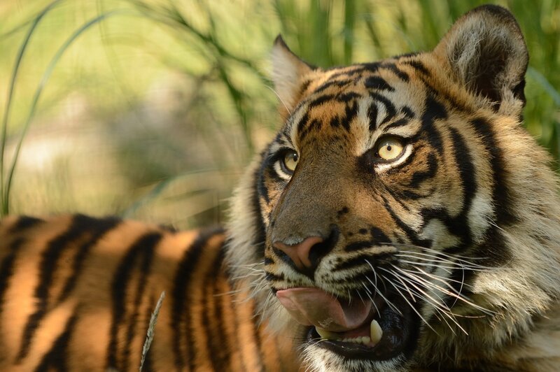 Tiger Licking Its Lips — Orange