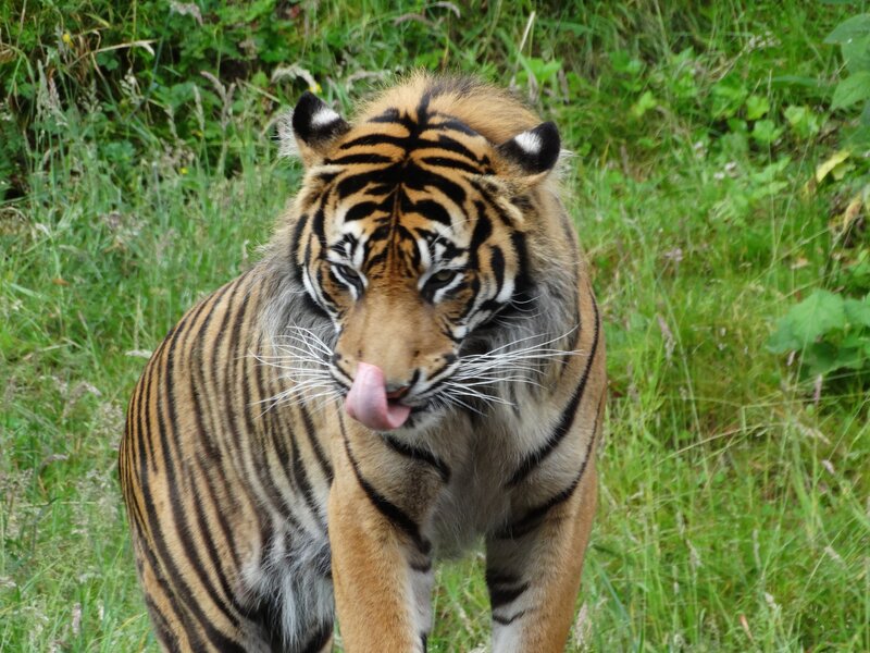 Tiger Licking Its Nose — Orange, Calm, Afternoon