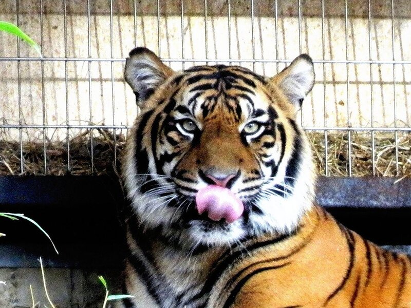 Tiger Licking Its Nose — Orange, Calm