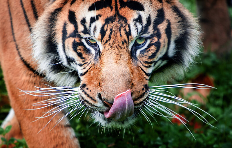 Tiger Licking Its Nose — Orange, Intense