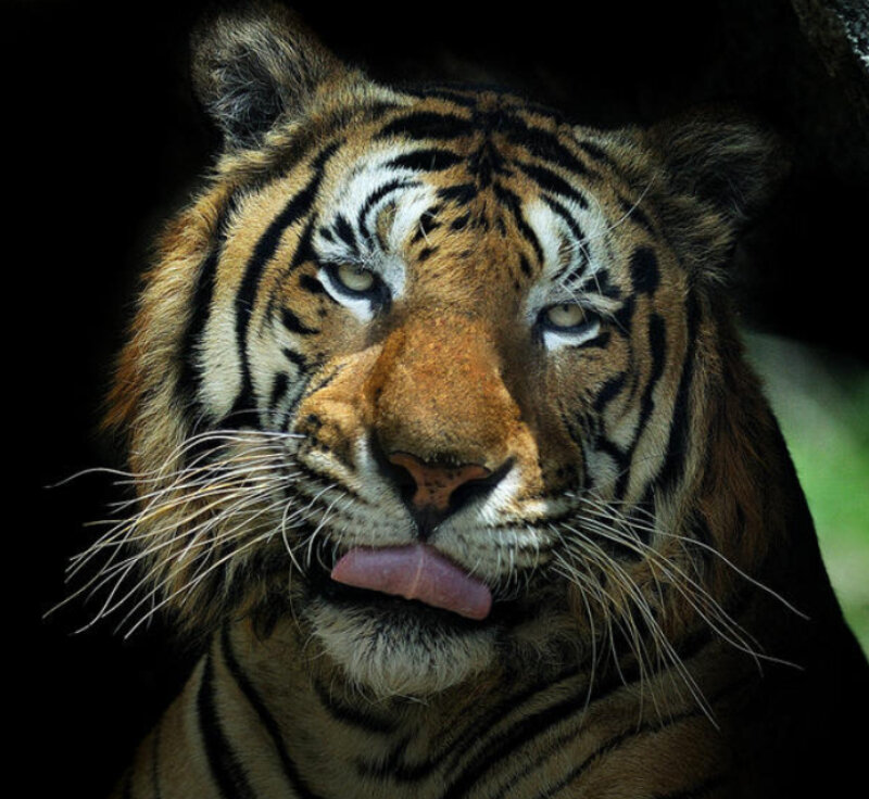 Tiger Licking Its Nose — Orange
