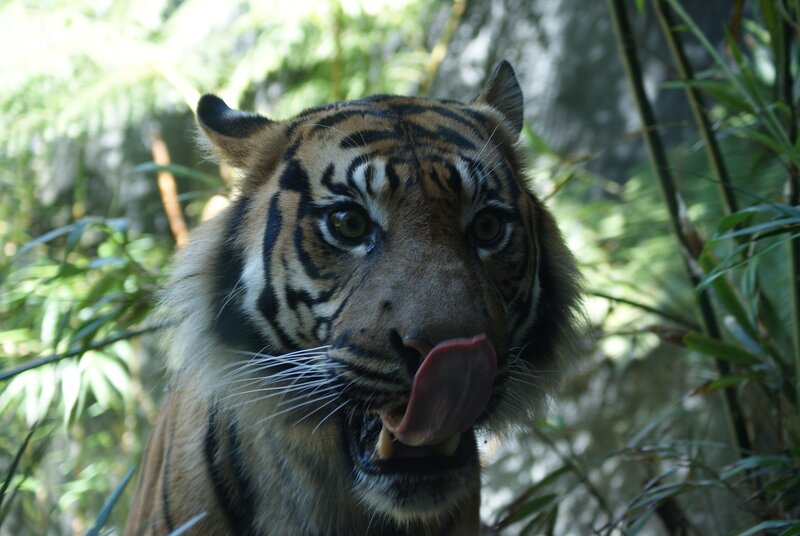 tiger licking its nose