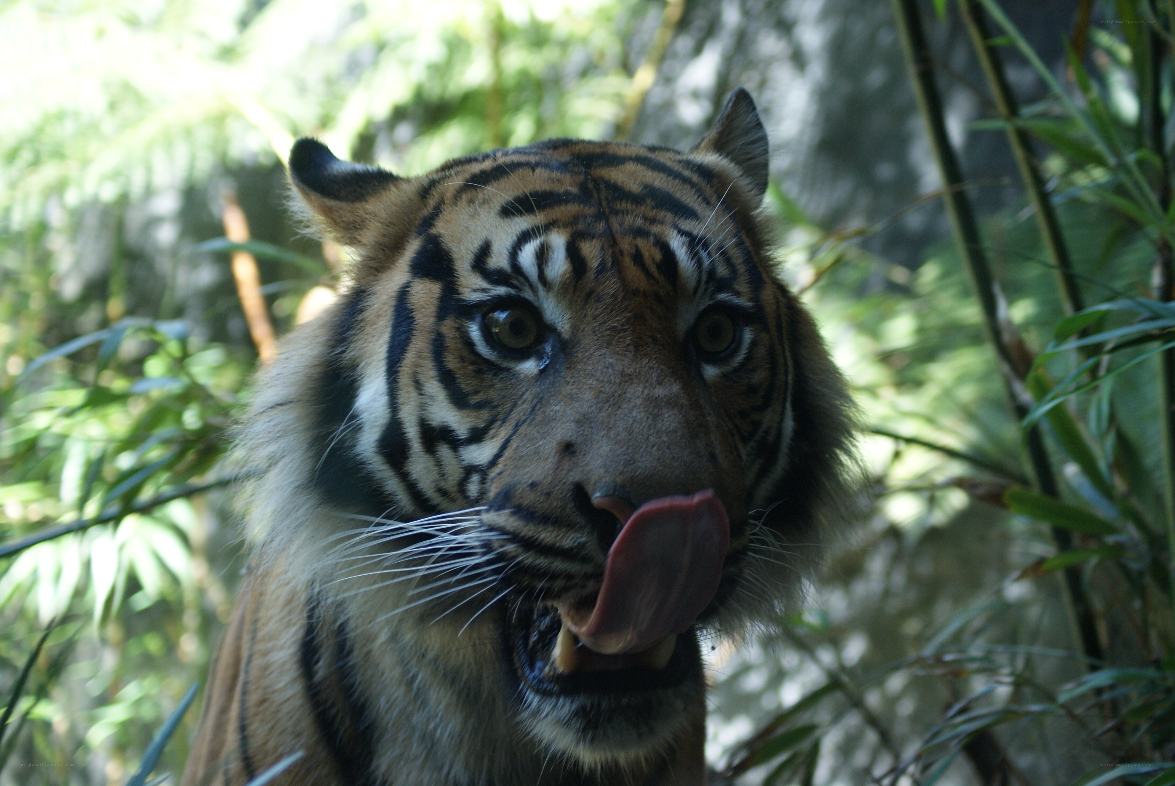tiger licking its nose