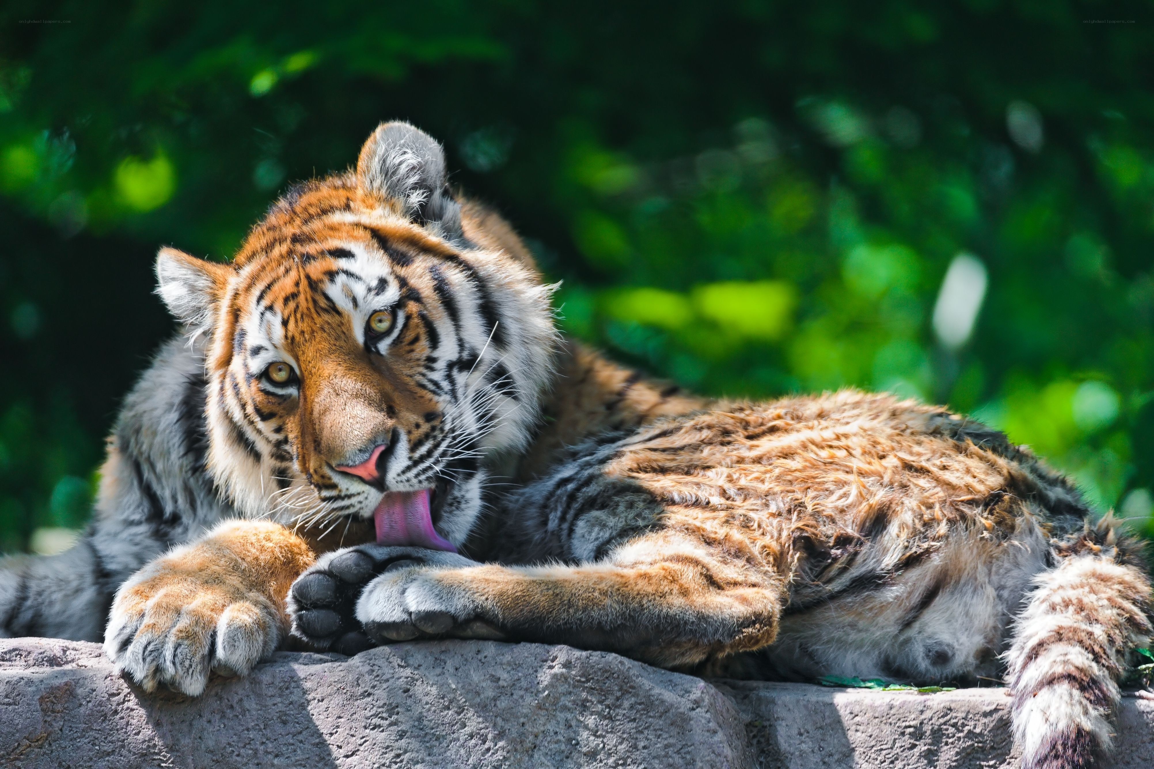 tiger licking its paw