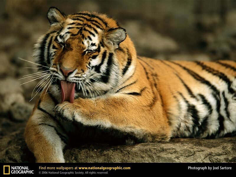 Tiger Licking Paw — Orange