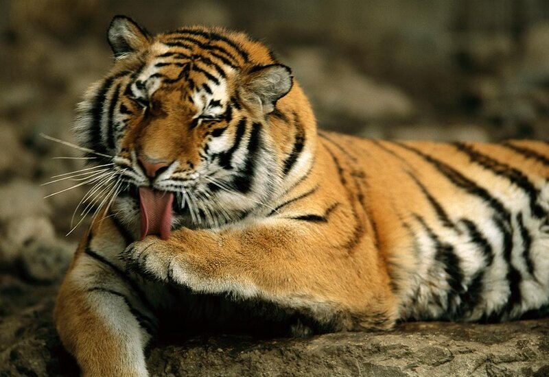 Tiger Licking Paw