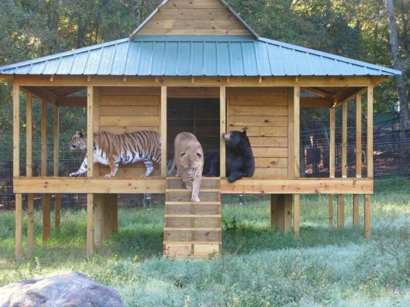 Tiger Lion Bear in Enclosure
