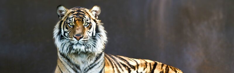 Tiger looking at camera