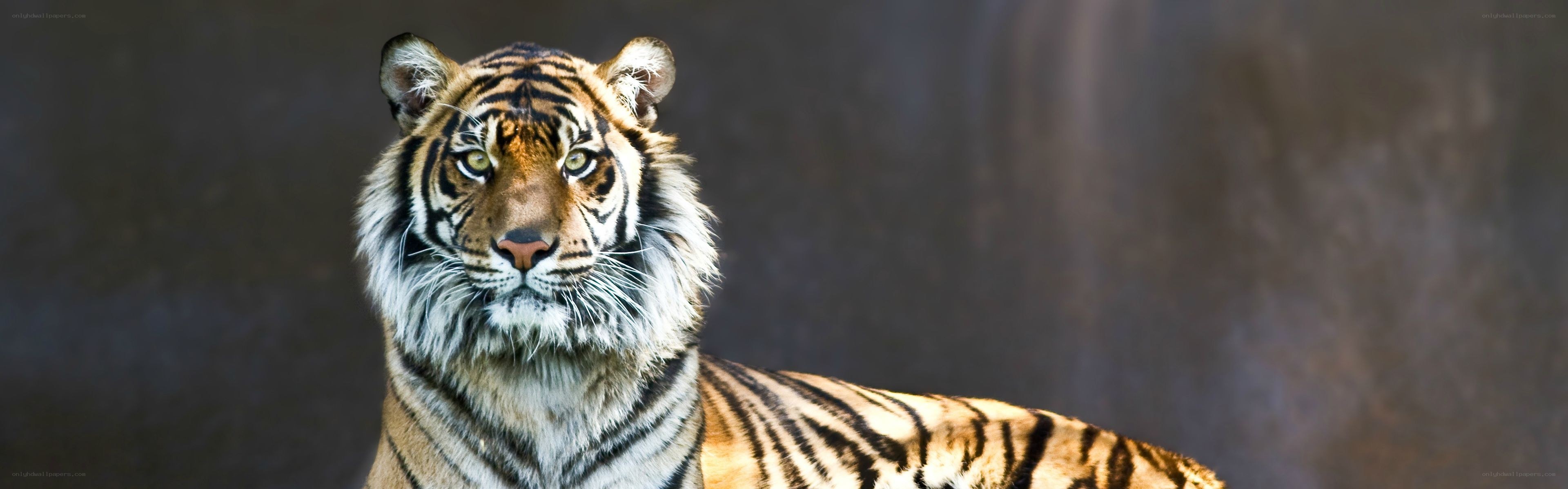 Tiger looking at camera