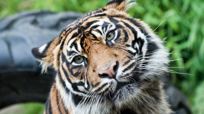 tiger looking at camera