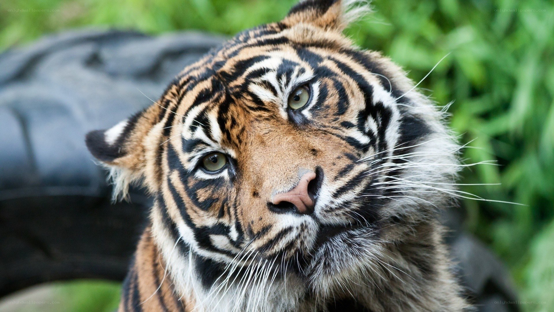 tiger looking at camera