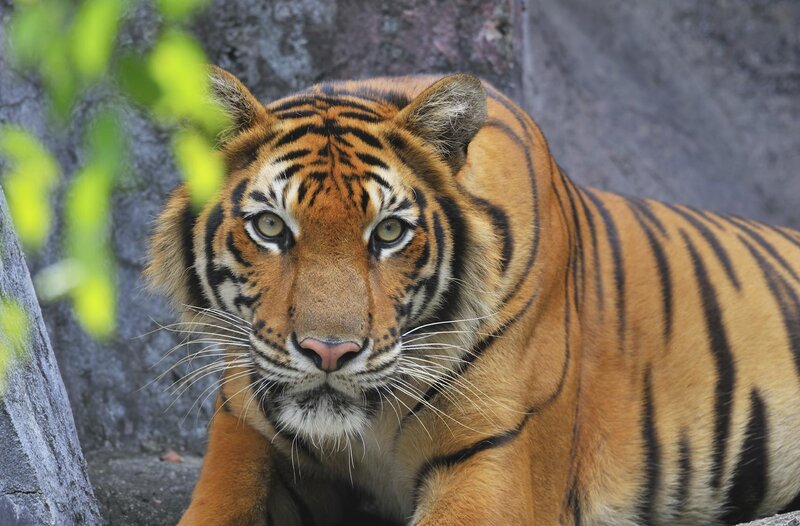 tiger looking at camera