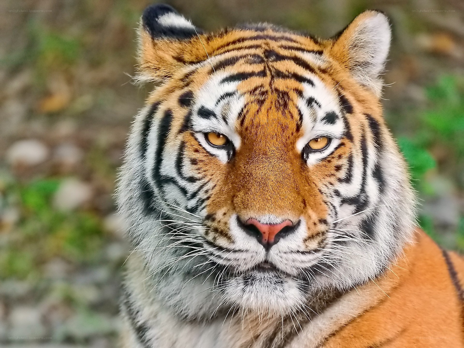 tiger looking at camera
