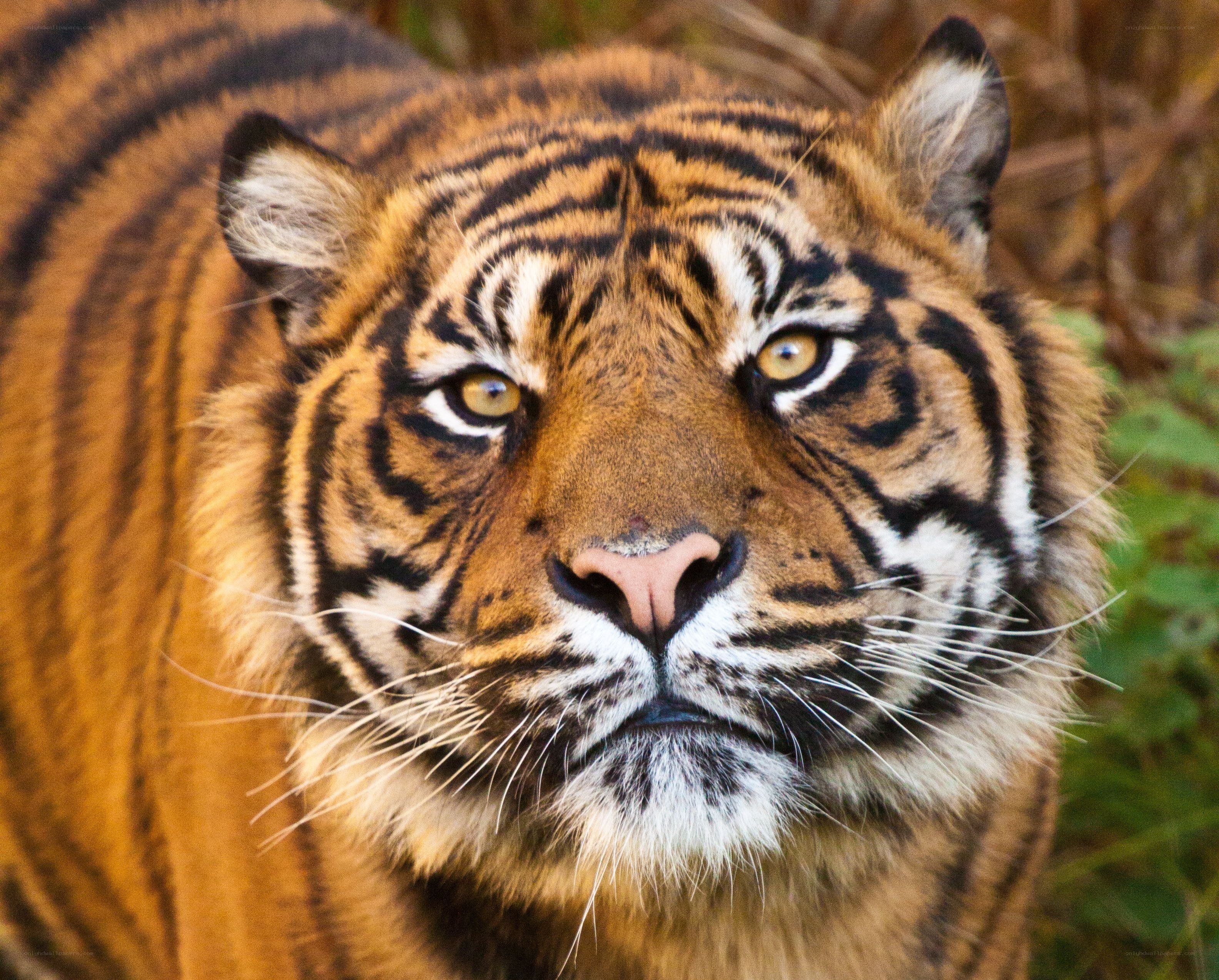 tiger looking at camera