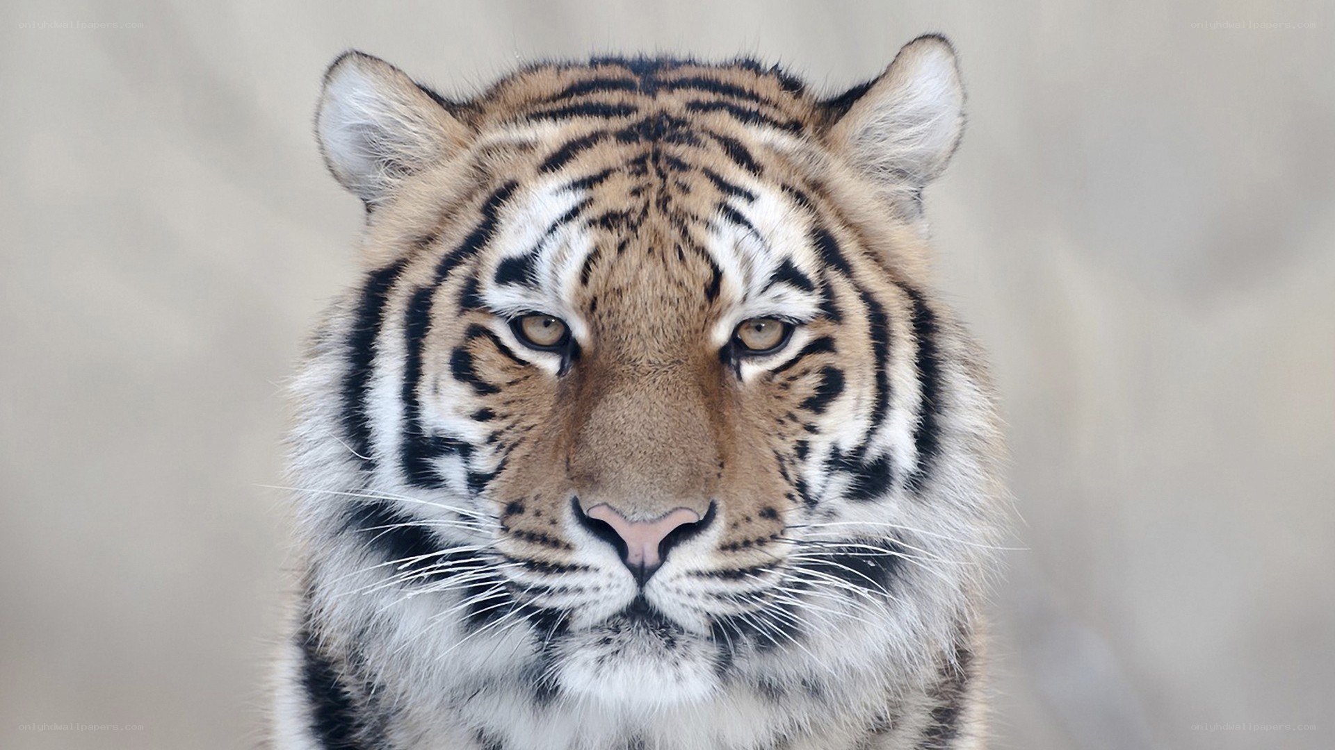 tiger looking at camera