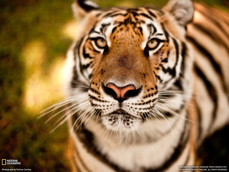 Tiger Looking at Camera — Orange, Intense