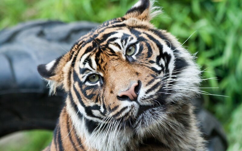 Tiger Looking at Camera — Orange