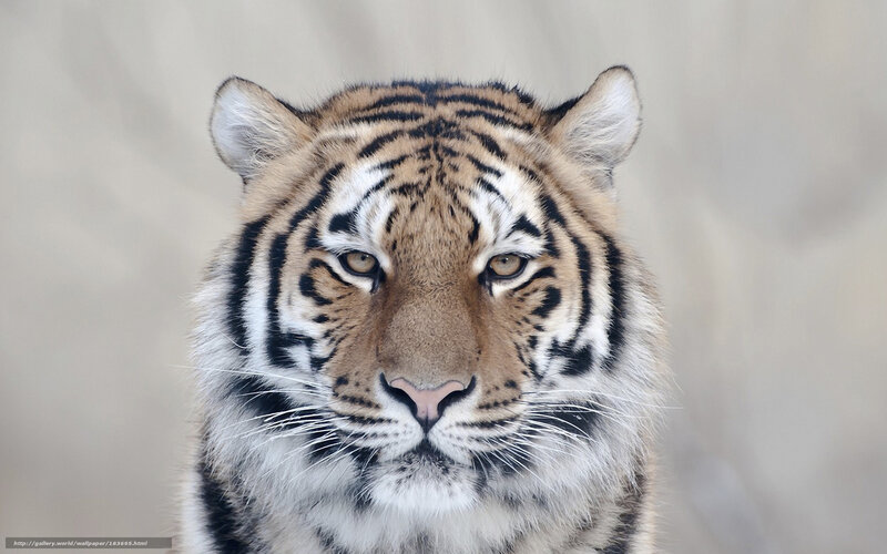 tiger looking at camera