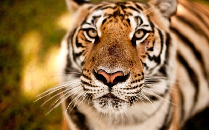 tiger looking directly at camera