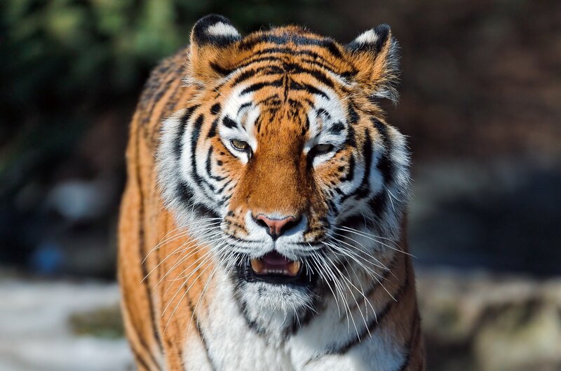 Tiger Looking Forward — Orange, Intense, Afternoon