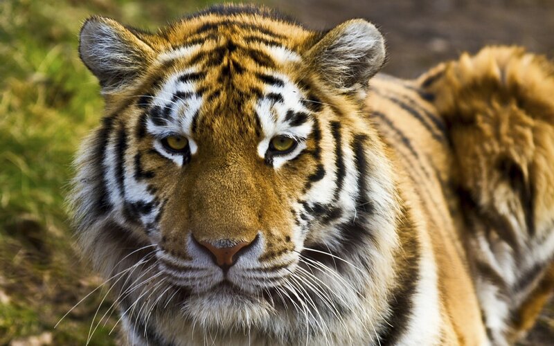 Tiger Looking Forward — Orange, Intense, Photograph, Grass