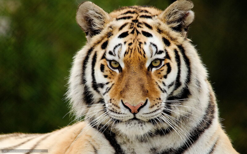 Tiger Looking Forward — Orange, Intense, Photograph, Green Foliage