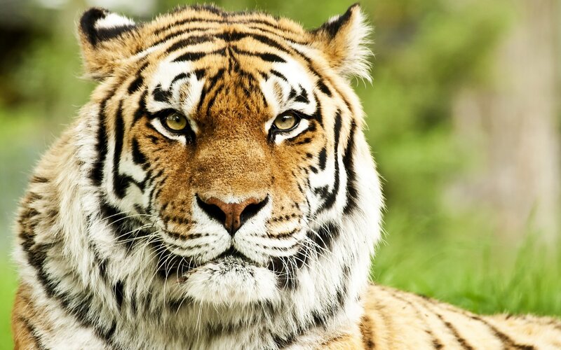 Tiger Looking Forward — Orange, Intense, Photograph, Green Grass