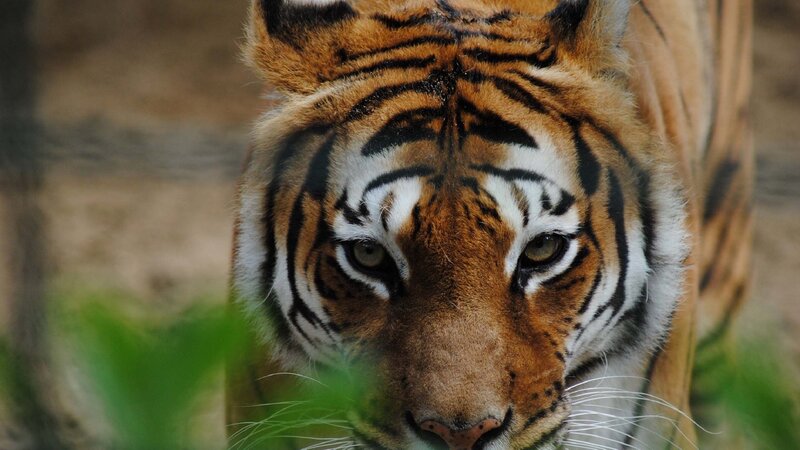 Tiger Looking Forward — Orange, Intense, Photograph, Green Leaves