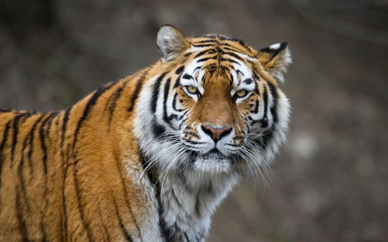 Tiger Looking Forward — Orange, Intense, Photograph, Stripes